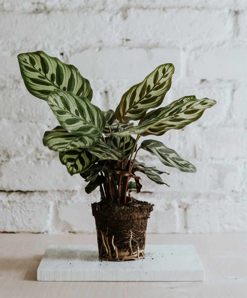 Calathea